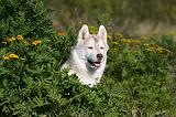 SIBERIAN HUSKY 866